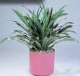 Warneckii