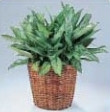 Aglaonema