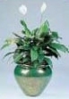 Spathiphyllum