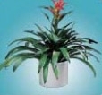 Bromeliad