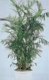Bamboo Palm