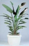 White Bird of Paradise