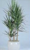 Dracena Marginata
