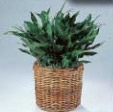 Aglaonema