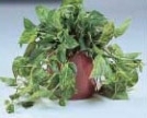 Pothos "Golden"