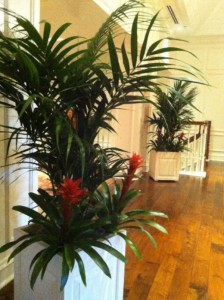 Indoor Office Plants Work to Absorb Noise | Foliage Designs of Palm Beach