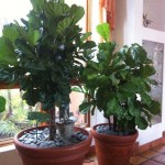 2 leafy green plants in planters