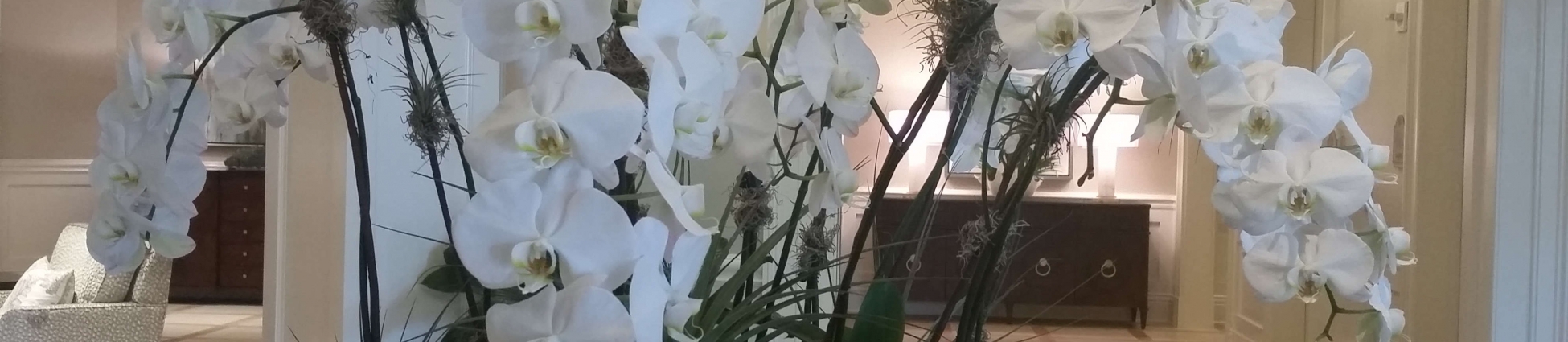 Orchids at Foliage Décor Services