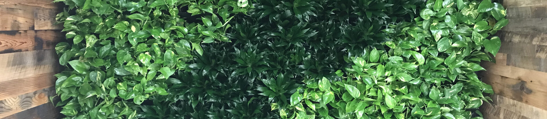 Indoor Wall Plants at Foliage Décor Services